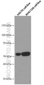 SAMD3 Antibody in Western Blot (WB)