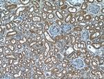 NXN Antibody in Immunohistochemistry (Paraffin) (IHC (P))