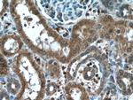 NXN Antibody in Immunohistochemistry (Paraffin) (IHC (P))