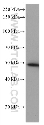 NXN Antibody in Western Blot (WB)