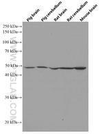 ERMN Antibody in Western Blot (WB)