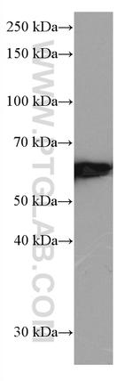 FYN Antibody in Western Blot (WB)