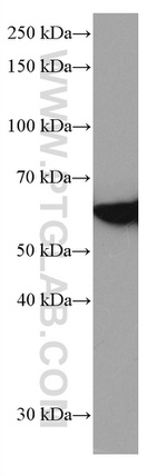 FYN Antibody in Western Blot (WB)