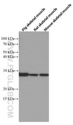 CA3 Antibody in Western Blot (WB)