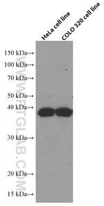 RANKL Antibody in Western Blot (WB)