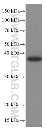 RANKL Antibody in Western Blot (WB)