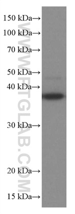 RANKL Antibody in Western Blot (WB)
