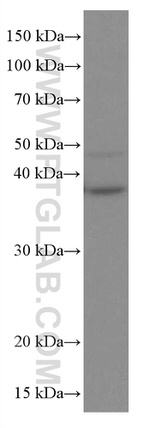 RANKL Antibody in Western Blot (WB)
