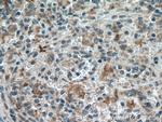 MTHFR Antibody in Immunohistochemistry (Paraffin) (IHC (P))