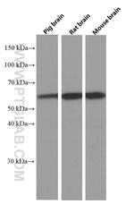 PPP3CB Antibody in Western Blot (WB)
