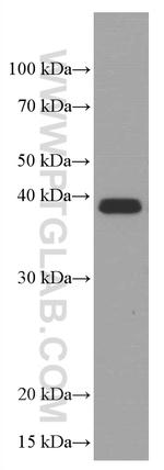 SPI1 Antibody in Western Blot (WB)
