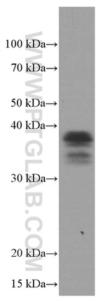SPI1 Antibody in Western Blot (WB)