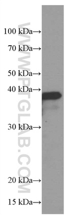 SPI1 Antibody in Western Blot (WB)