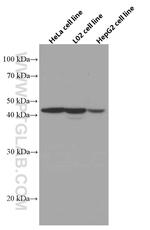 Adiponectin receptor 1 Antibody in Western Blot (WB)