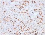 SOX9/SRY-box 9 Antibody in Immunohistochemistry (Paraffin) (IHC (P))