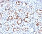 SOX9/SRY-box 9 Monoclonal Antibody (SOX9/2387)