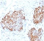 SOX9/SRY-box 9 Recombinant Rabbit Monoclonal Antibody (SOX9/3916R)