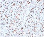 SOX9/SRY-box 9 Recombinant Rabbit Monoclonal Antibody (SOX9/3141R)