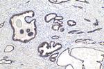 ADAM10 Antibody in Immunohistochemistry (Paraffin) (IHC (P))