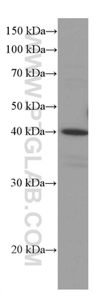 RABEPK/p40 Antibody in Western Blot (WB)