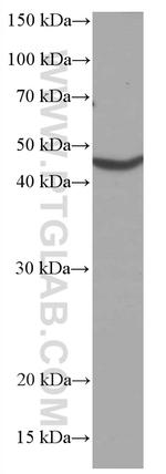CHST4 Antibody in Western Blot (WB)