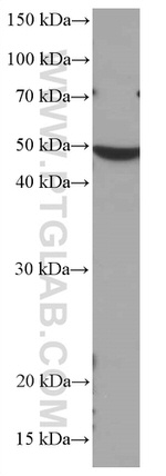CHST4 Antibody in Western Blot (WB)
