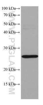 GSTA1 Antibody in Western Blot (WB)