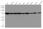 cIAP1 Antibody in Western Blot (WB)