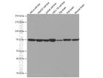 cIAP1 Antibody in Western Blot (WB)