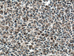cIAP1 Antibody in Immunohistochemistry (Paraffin) (IHC (P))