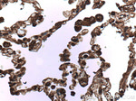 cIAP1 Antibody in Immunohistochemistry (Paraffin) (IHC (P))
