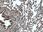 cIAP1 Antibody in Immunohistochemistry (Paraffin) (IHC (P))