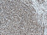 cIAP1 Antibody in Immunohistochemistry (Paraffin) (IHC (P))