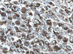 cIAP1 Antibody in Immunohistochemistry (Paraffin) (IHC (P))