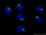GORASP2 Antibody in Immunocytochemistry (ICC/IF)