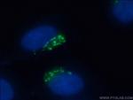 GORASP2 Antibody in Immunocytochemistry (ICC/IF)