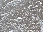 GORASP2 Antibody in Immunohistochemistry (Paraffin) (IHC (P))