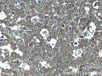 GORASP2 Antibody in Immunohistochemistry (Paraffin) (IHC (P))