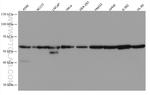 GORASP2 Antibody in Western Blot (WB)