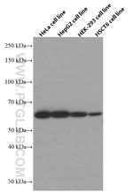 GORASP2 Antibody in Western Blot (WB)