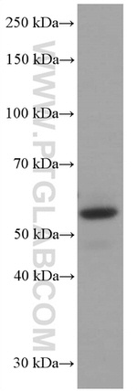GORASP2 Antibody in Western Blot (WB)