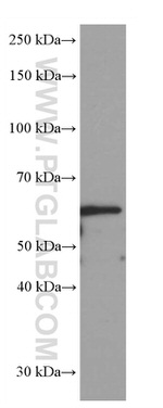 GORASP2 Antibody in Western Blot (WB)