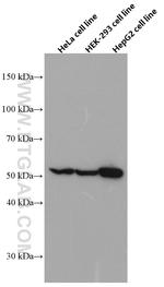 FAF2 Antibody in Western Blot (WB)