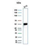 SOX10 (Melanoma Marker) Antibody in Western Blot (WB)