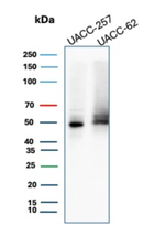 SOX10 (Melanoma Marker) Antibody in Western Blot (WB)
