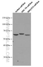 p70(S6K) Antibody in Western Blot (WB)