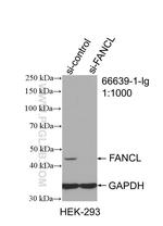 FANCL Antibody in Western Blot (WB)