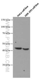 FANCL Antibody in Western Blot (WB)