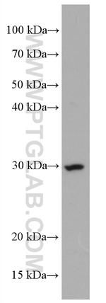 CD302 Antibody in Western Blot (WB)