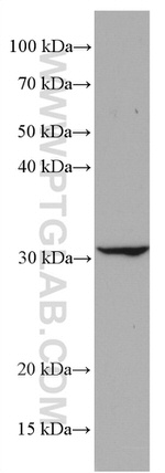 CD302 Antibody in Western Blot (WB)